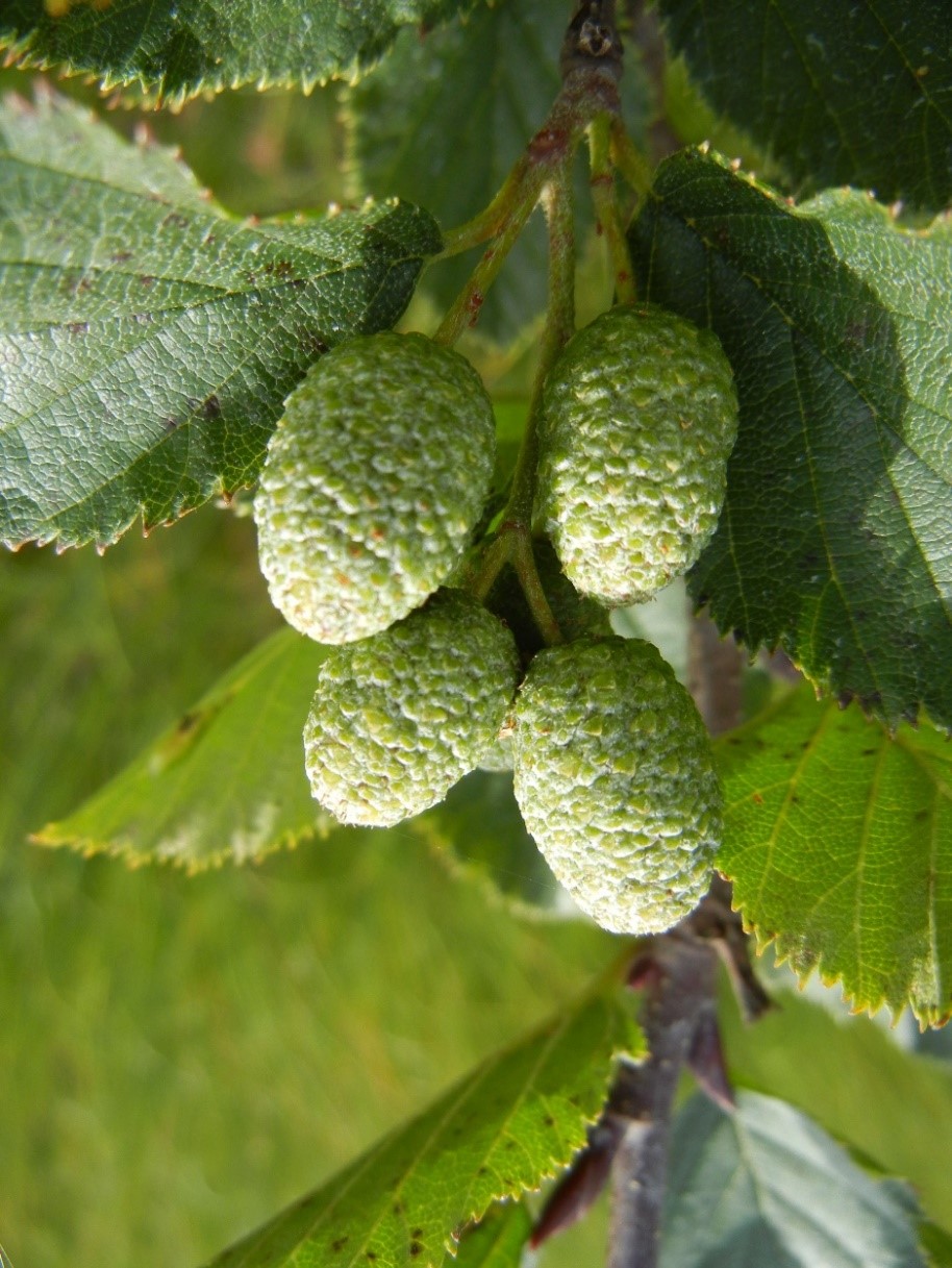 Alnusviridis frutti