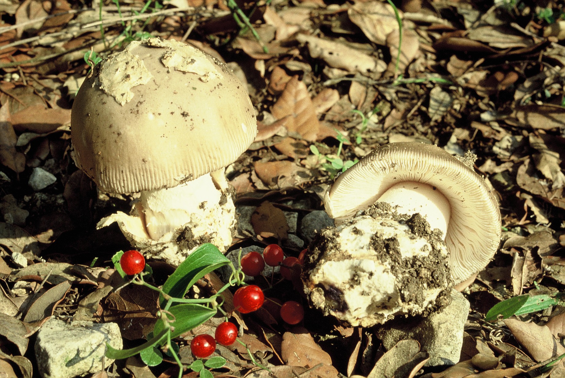 Amanita argentea