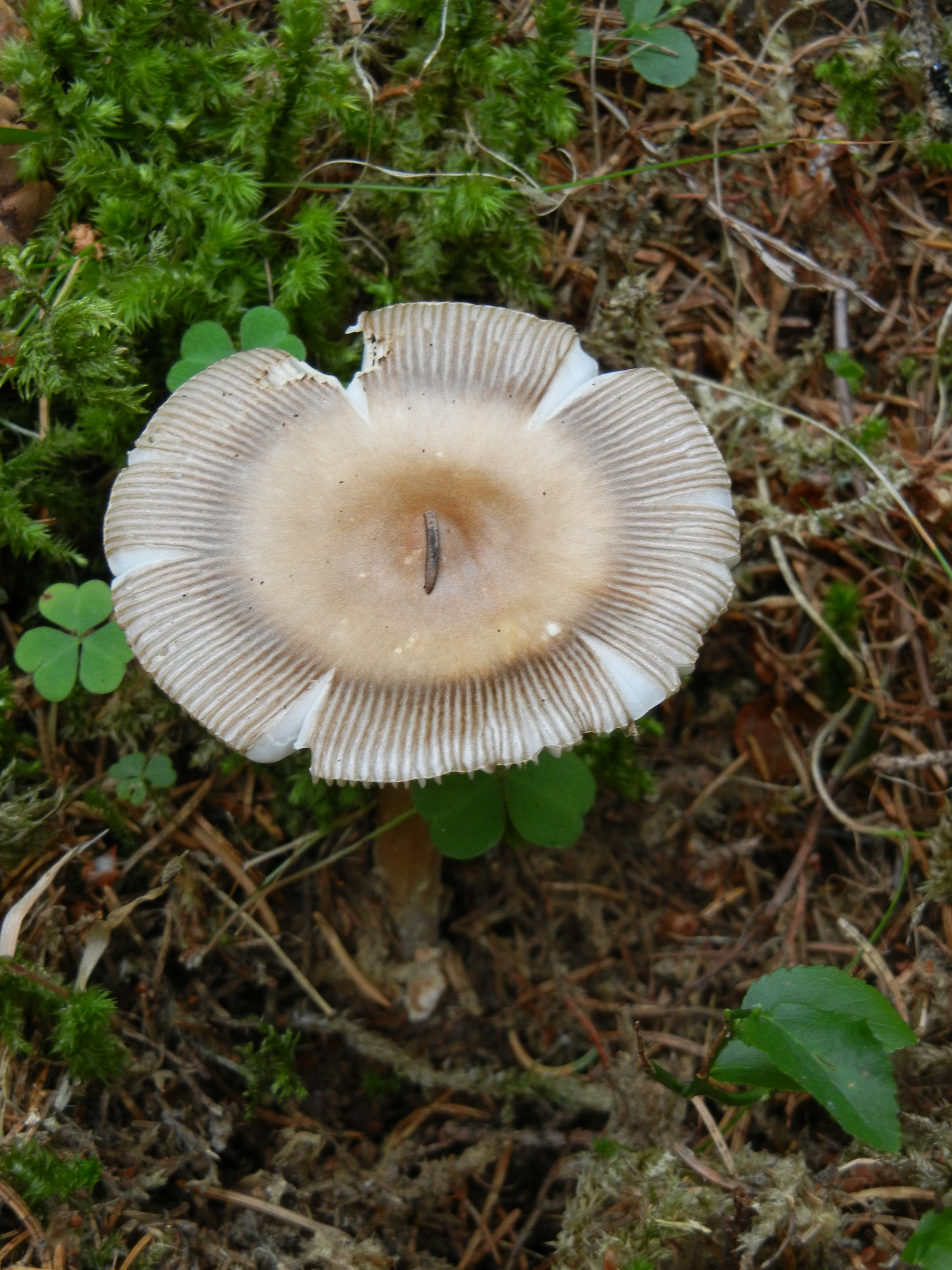 Amanita battarrae 2