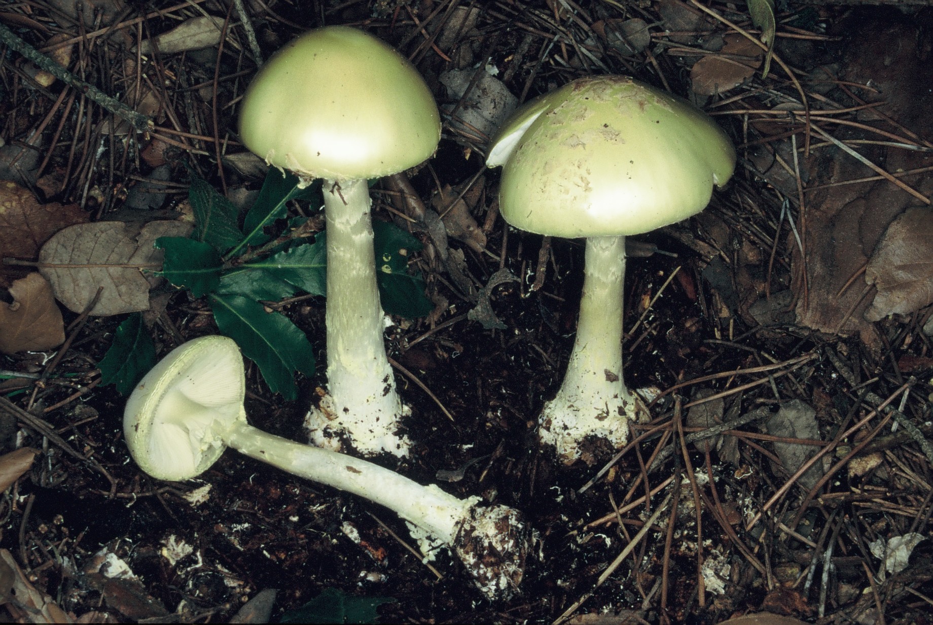 Amanita citrina