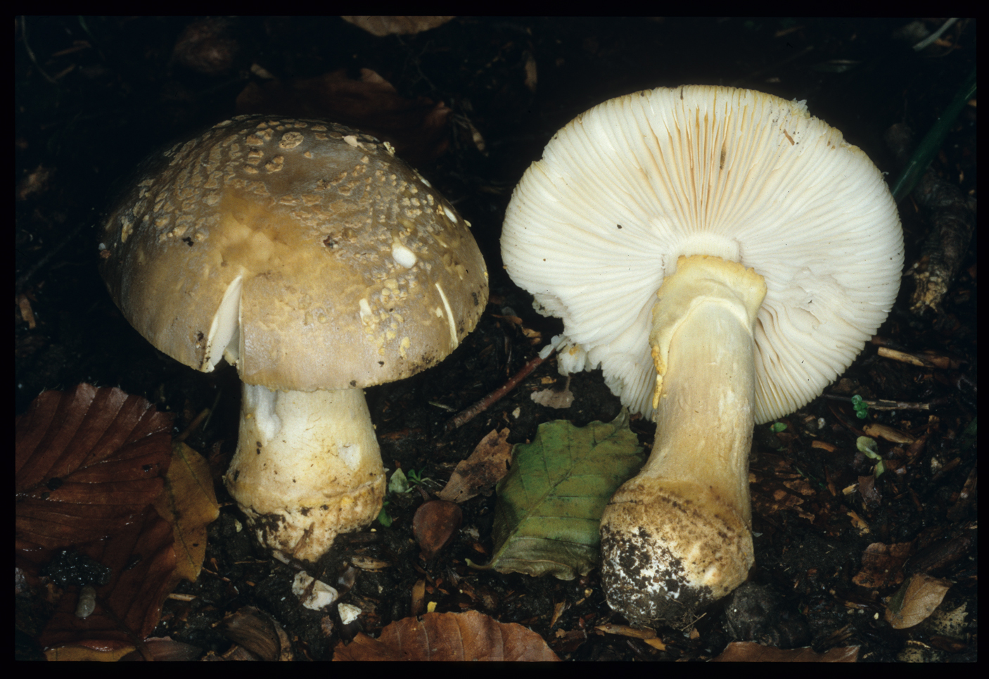 Amanita francheti