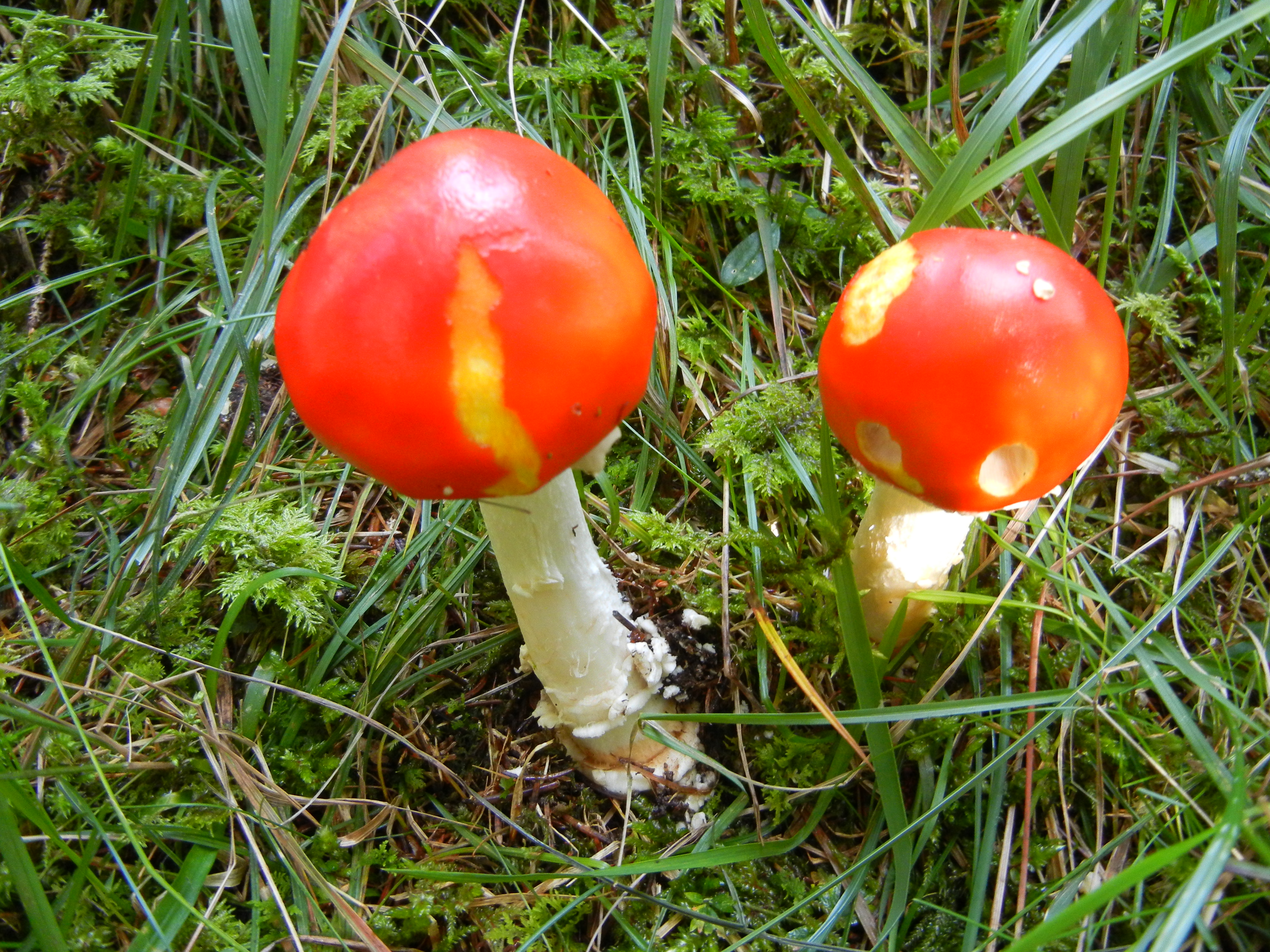 Amanita muscaria f aureola