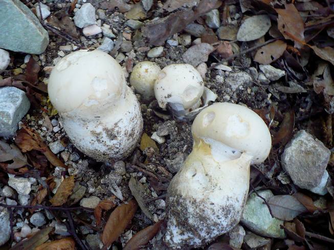 Amanita_ovoidea_Portonovo