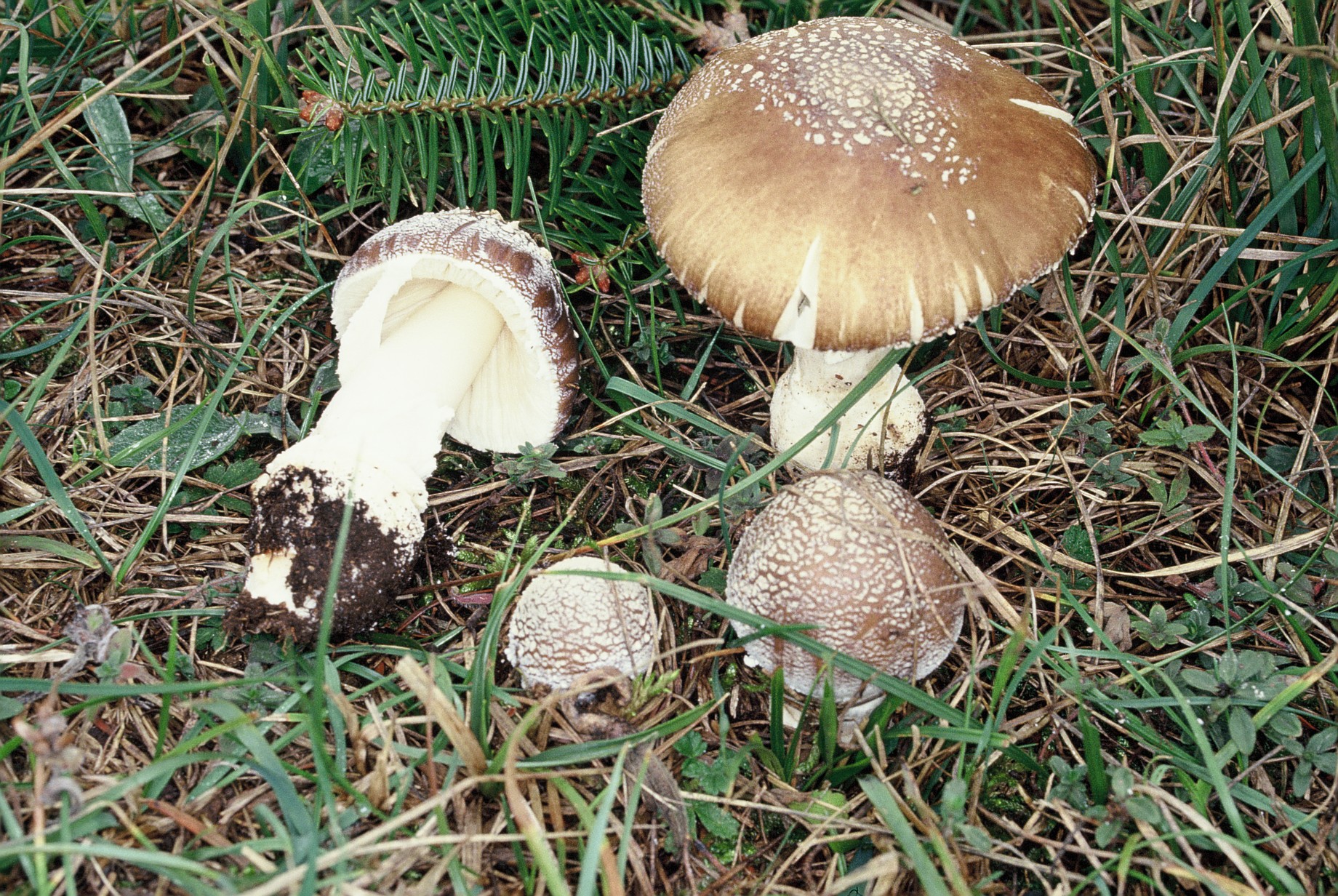 Amanita pantherina