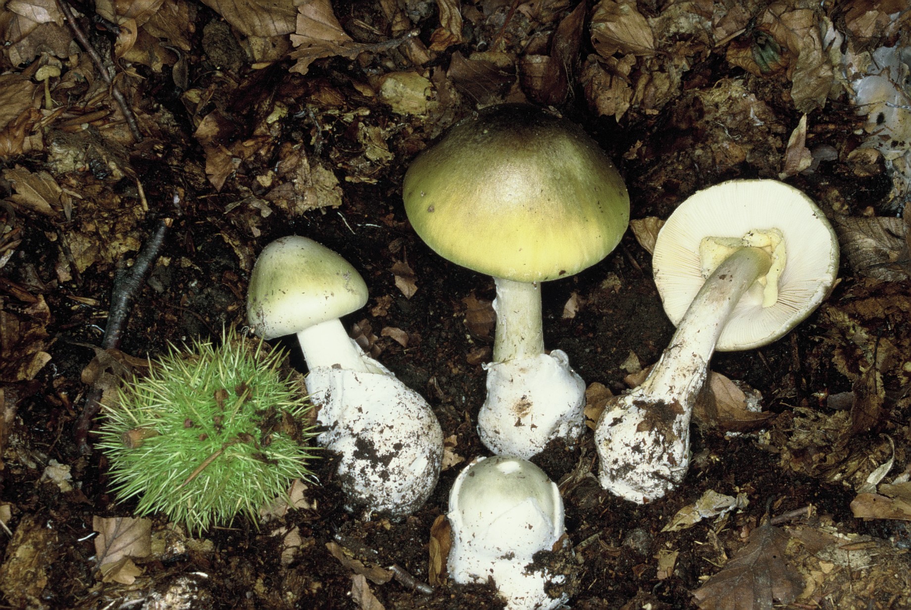 Amanita phalloides