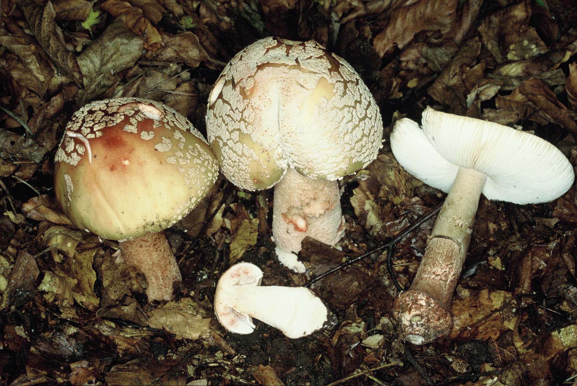 Amanita rubescens