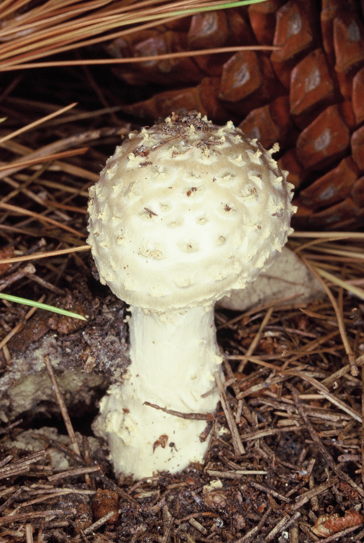 Amanita strobiliformis