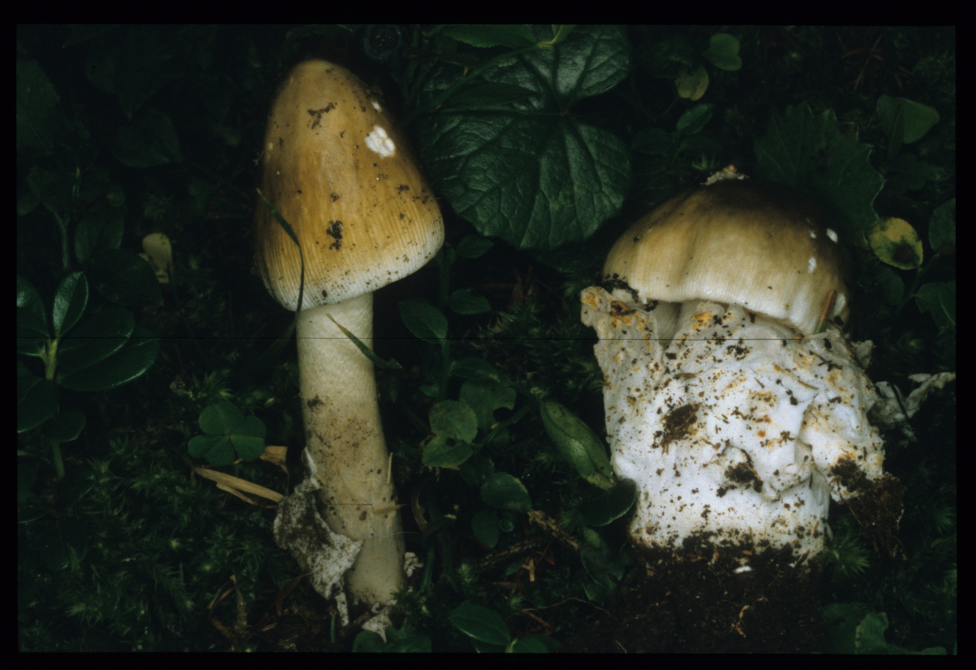 Amanita submembranacea