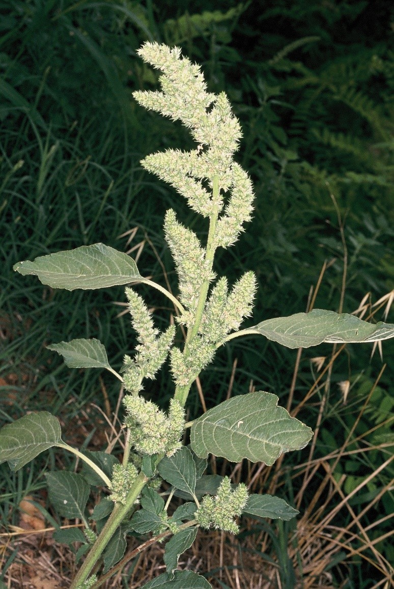 Amaranthus retroflexus