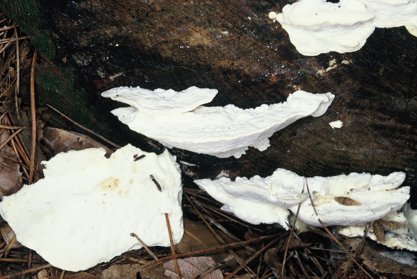 Amaropostia stiptica