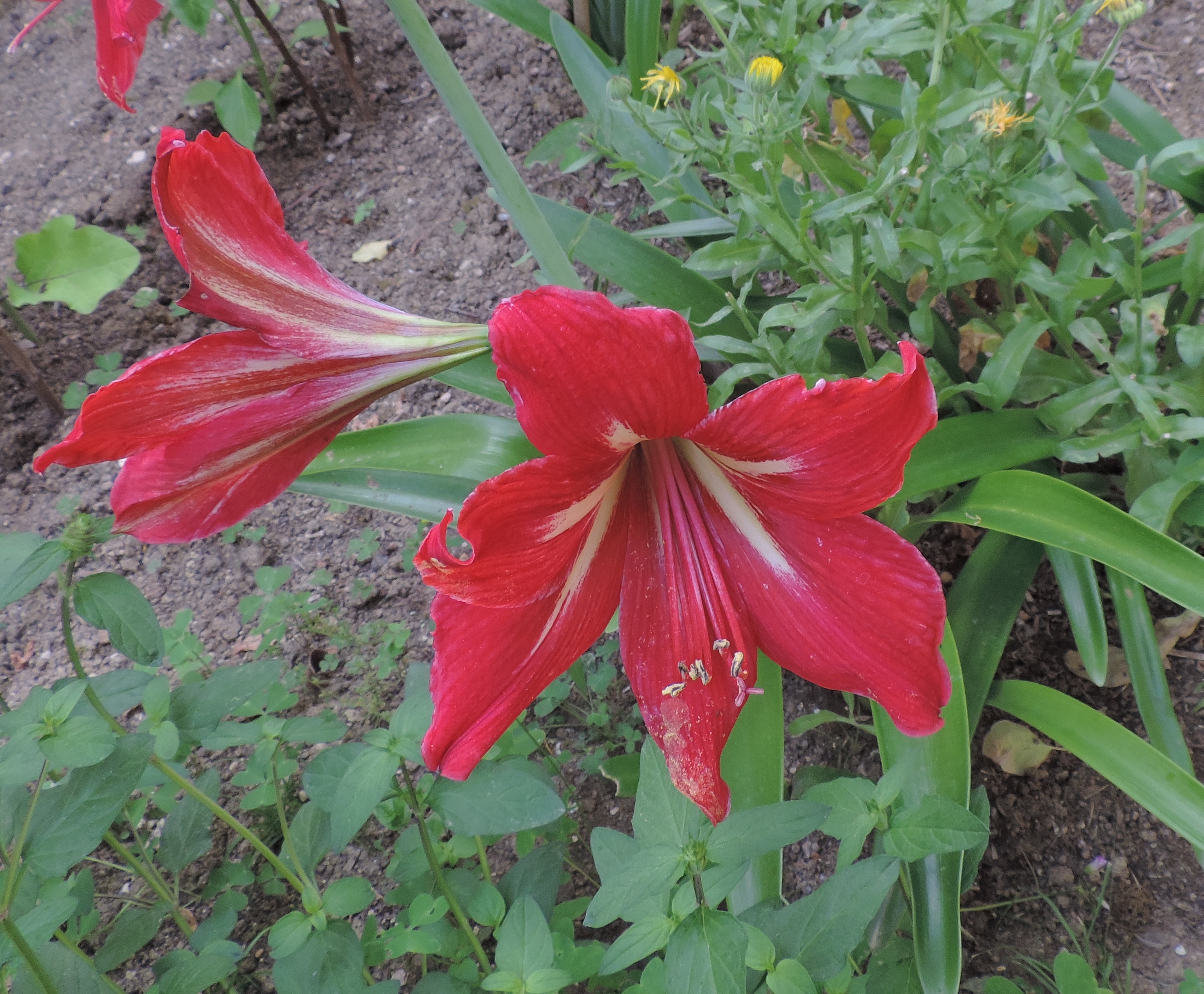 Amaryllis belladonna