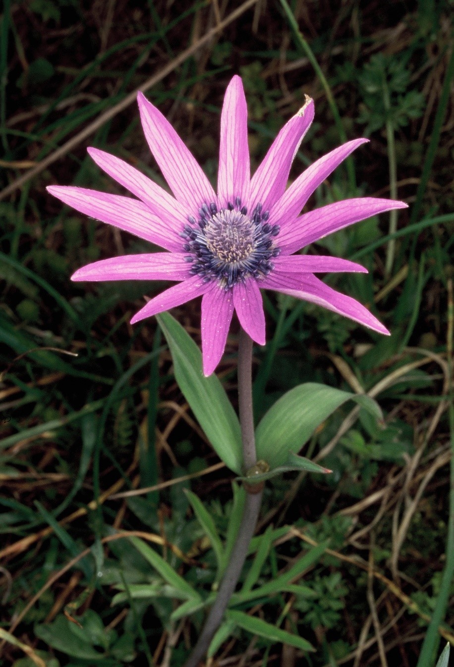 Anemone hortensis