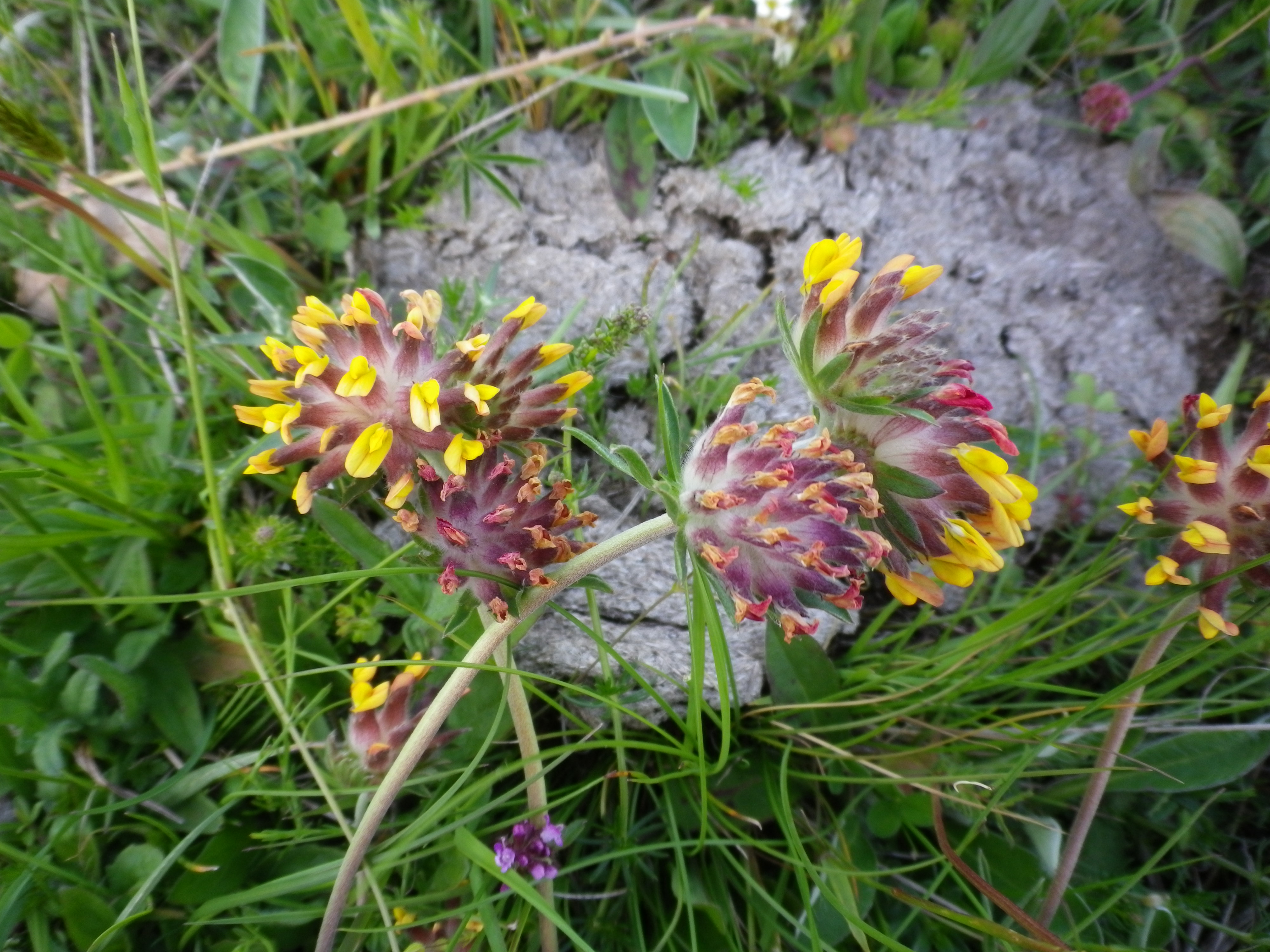 Anthyllisvulneraria