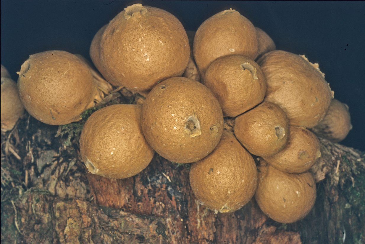 Apioperdon pyriforme