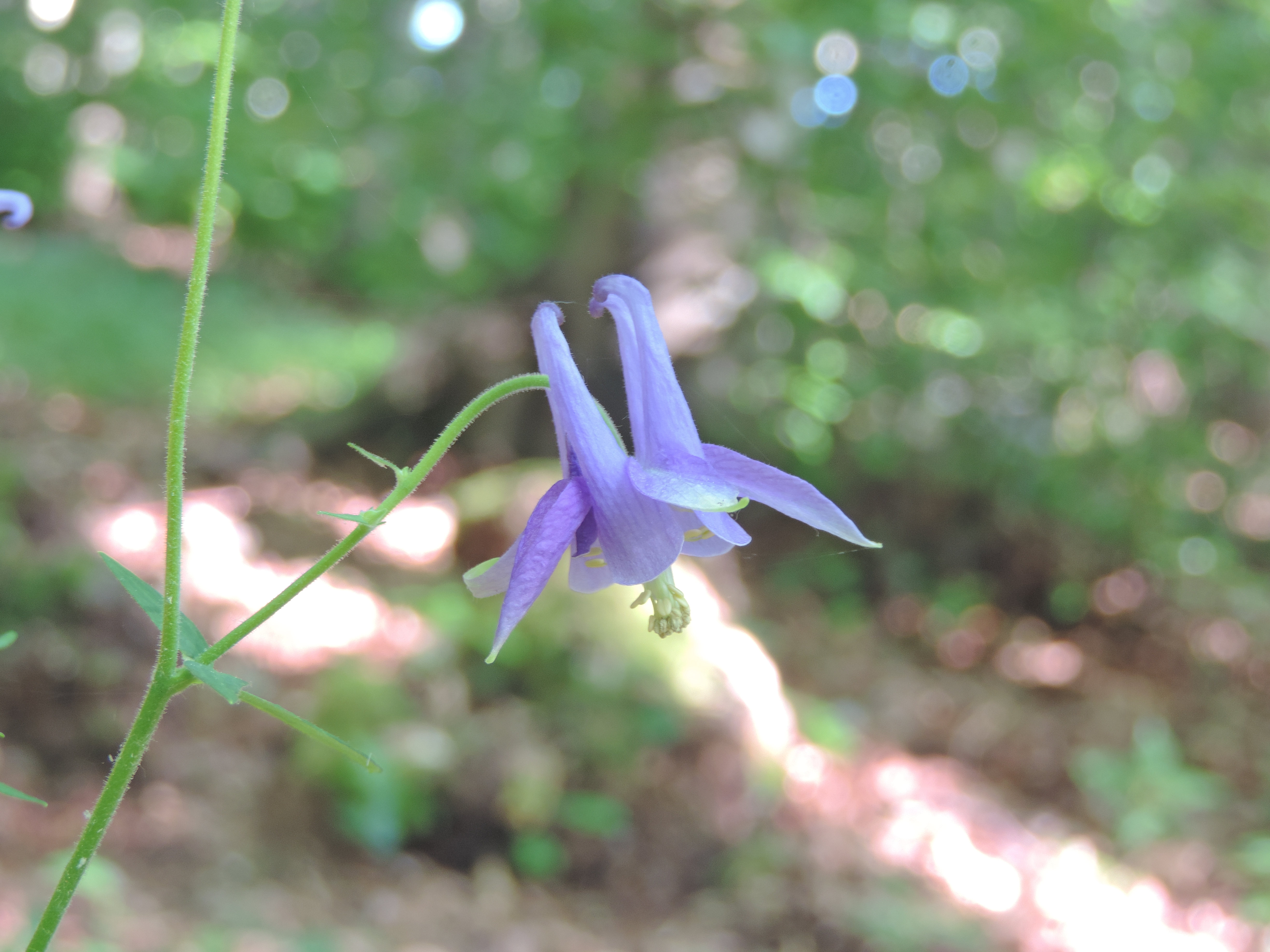 Aquilegia
