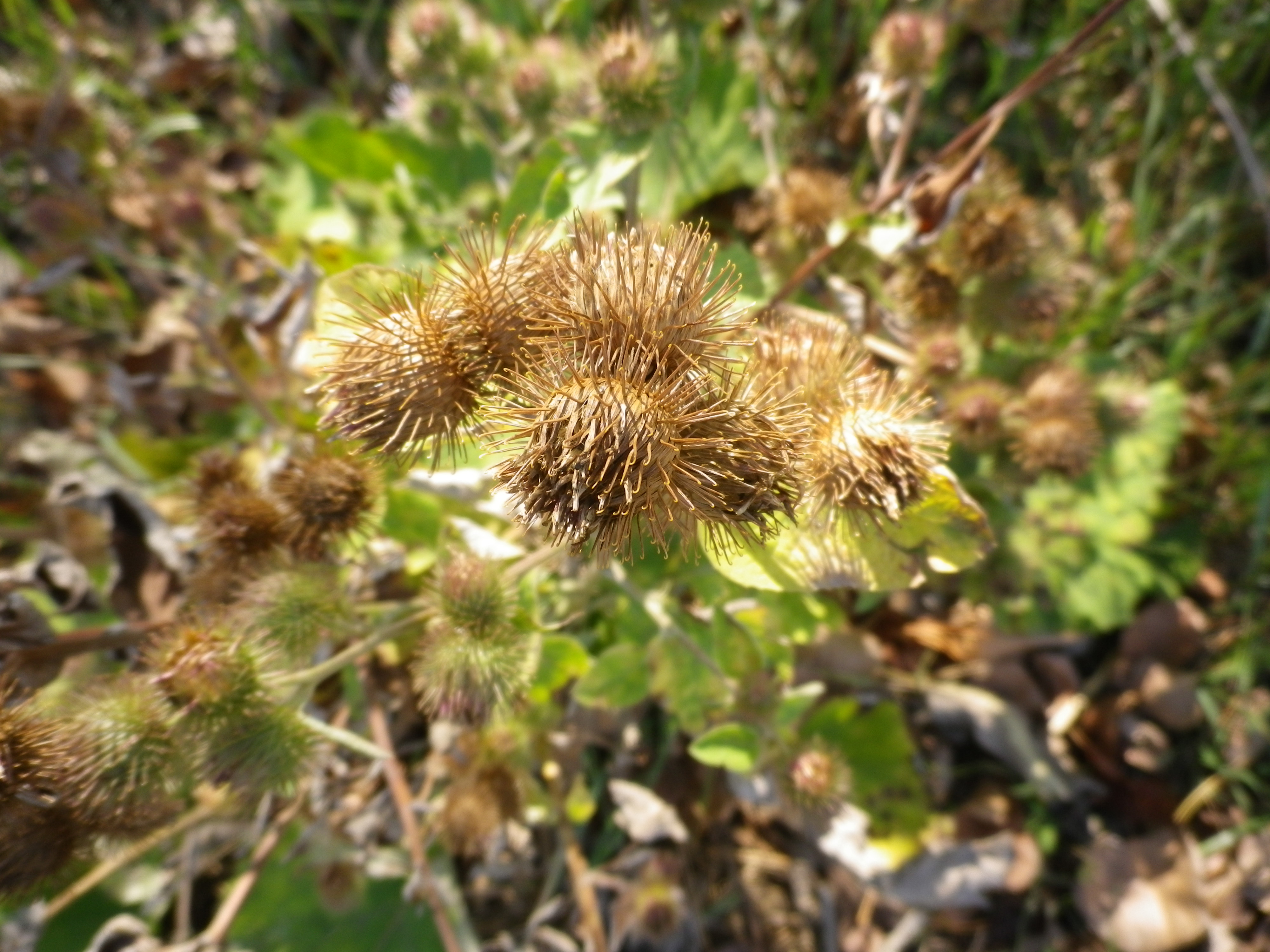 ArctiumlappacardoBardana