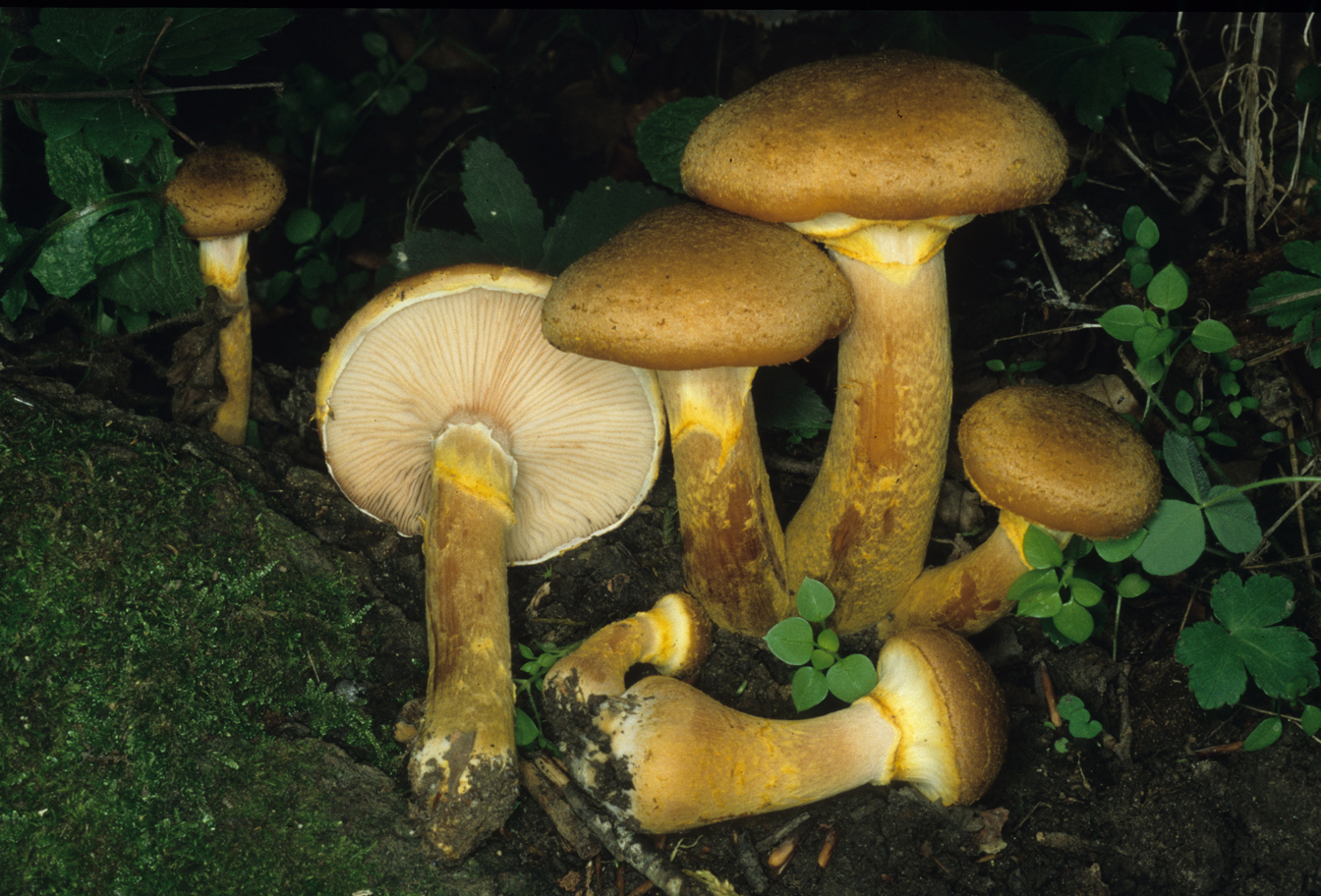 Armillaria bulbosa