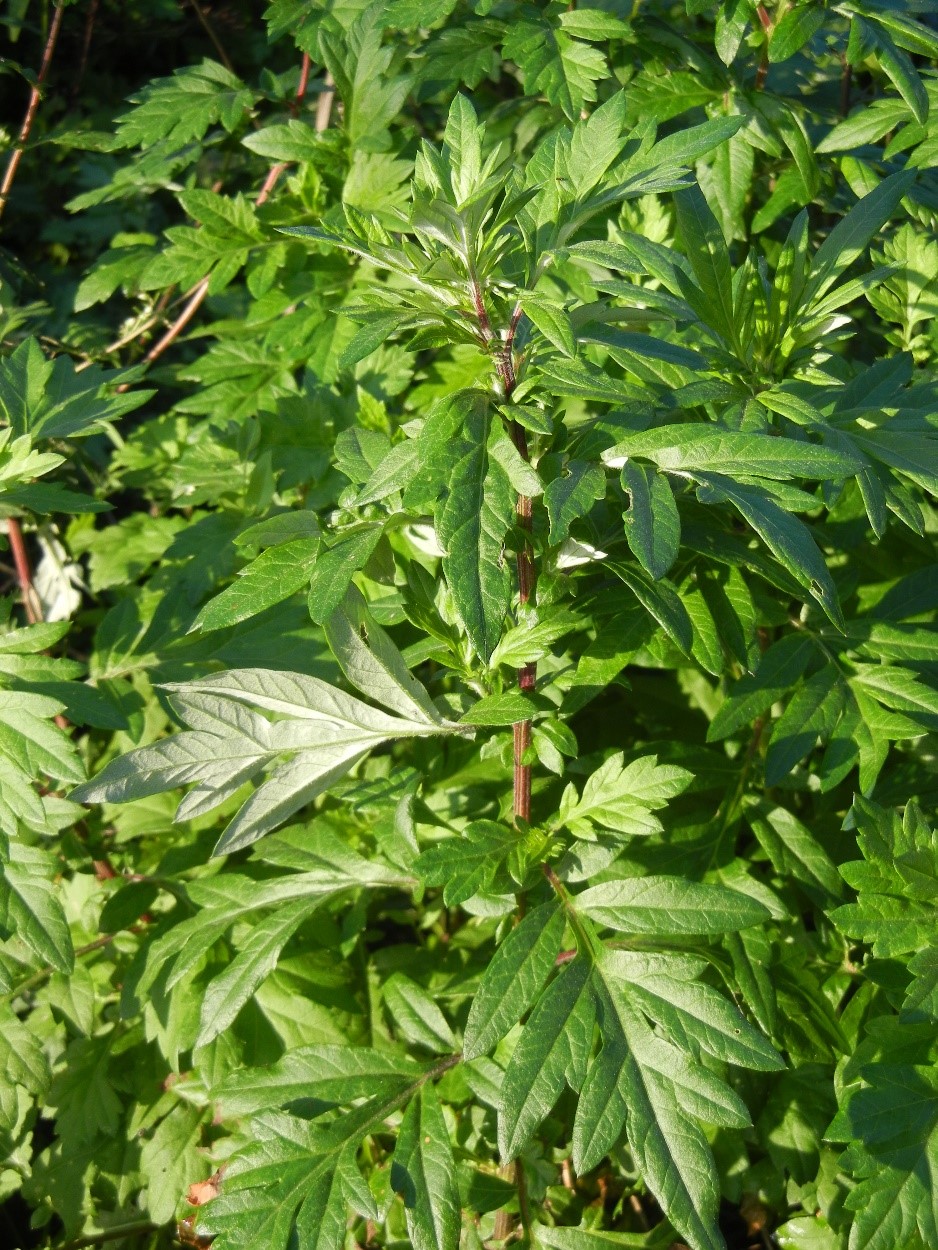 Artemisia vulgaris