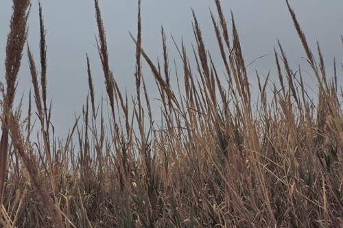 Arundo canne palustre