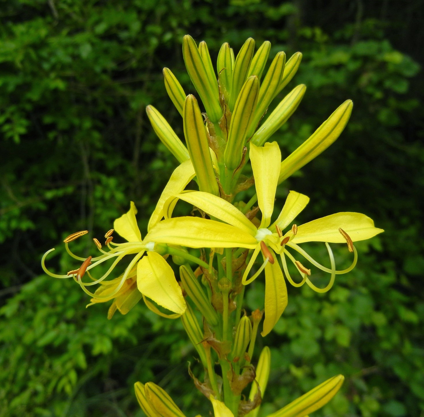 Asphodelinelutea