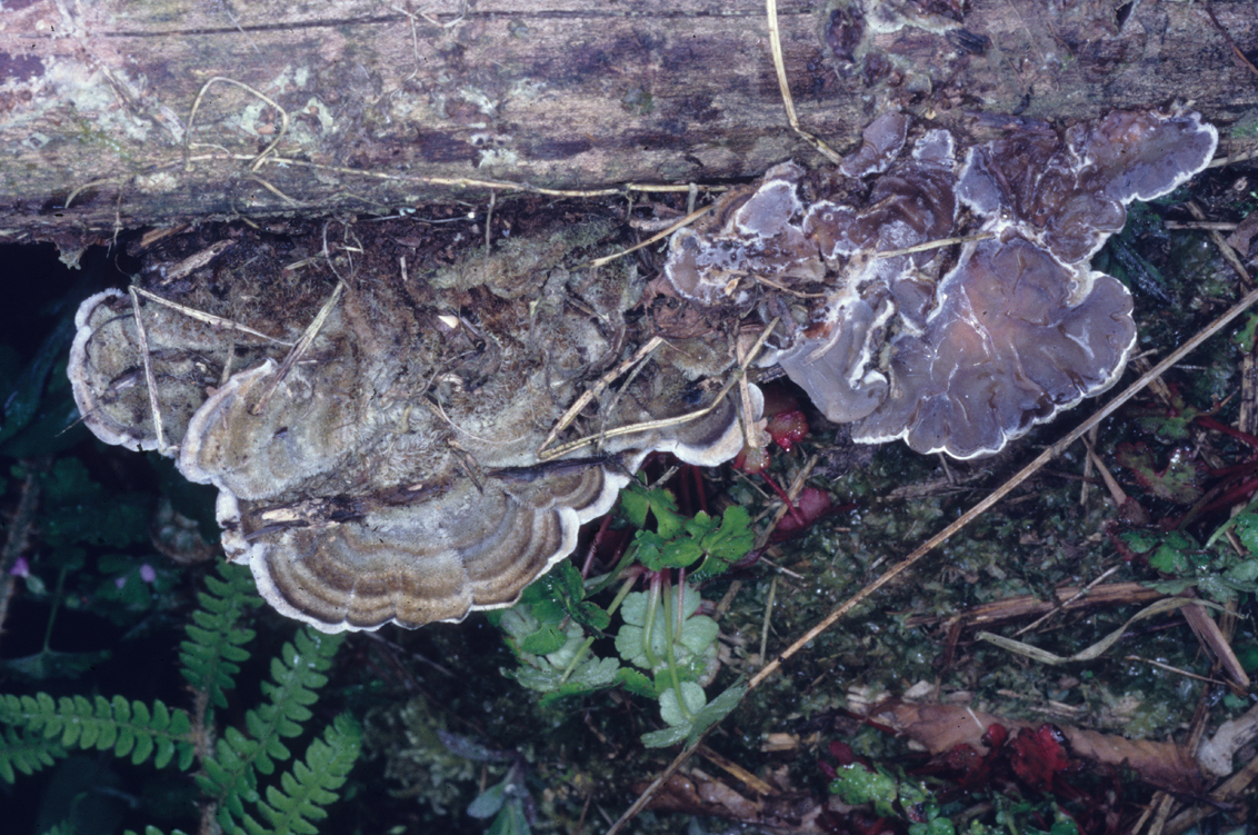 Auricularia mesenterica
