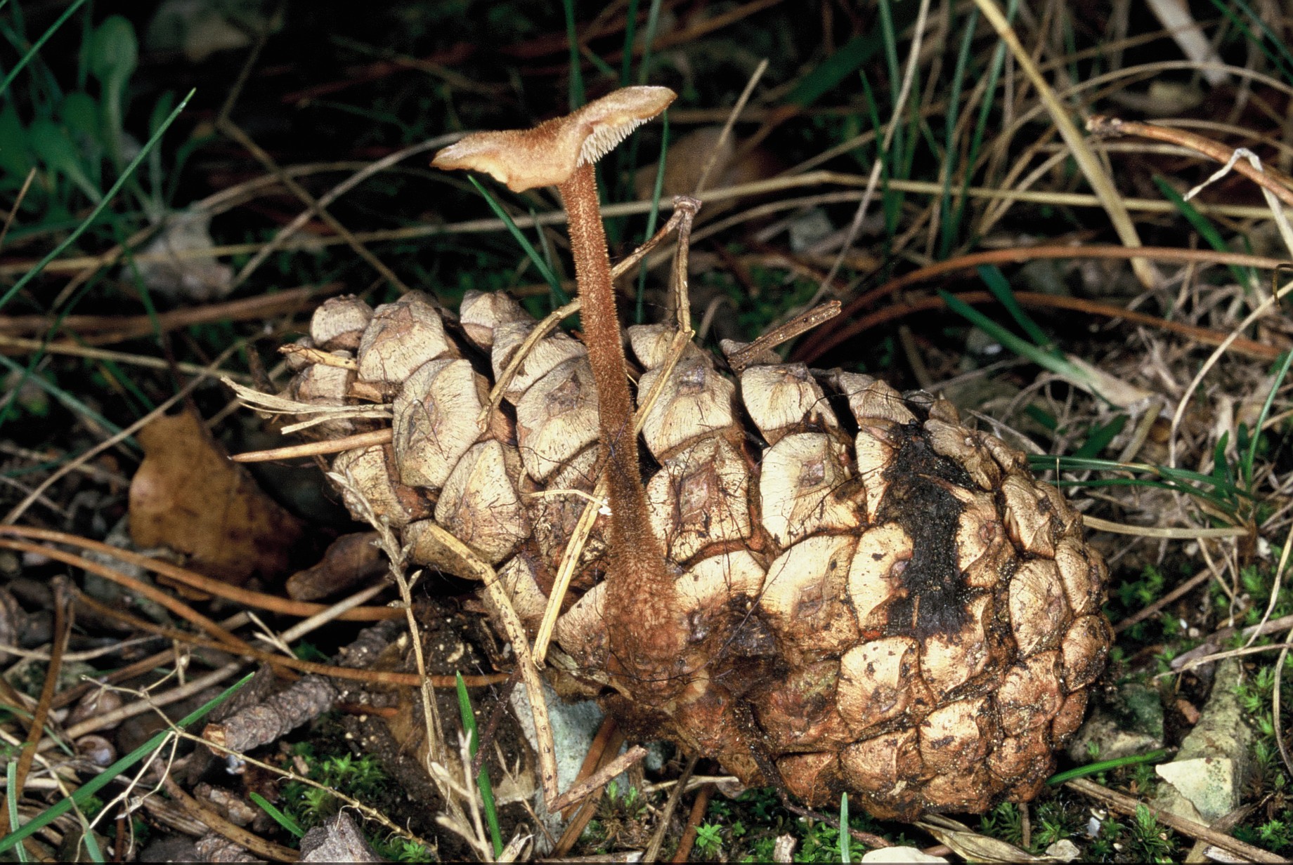 Auriscalpium vulgare