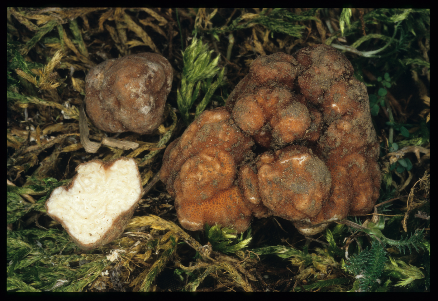 Balsamia vulgaris