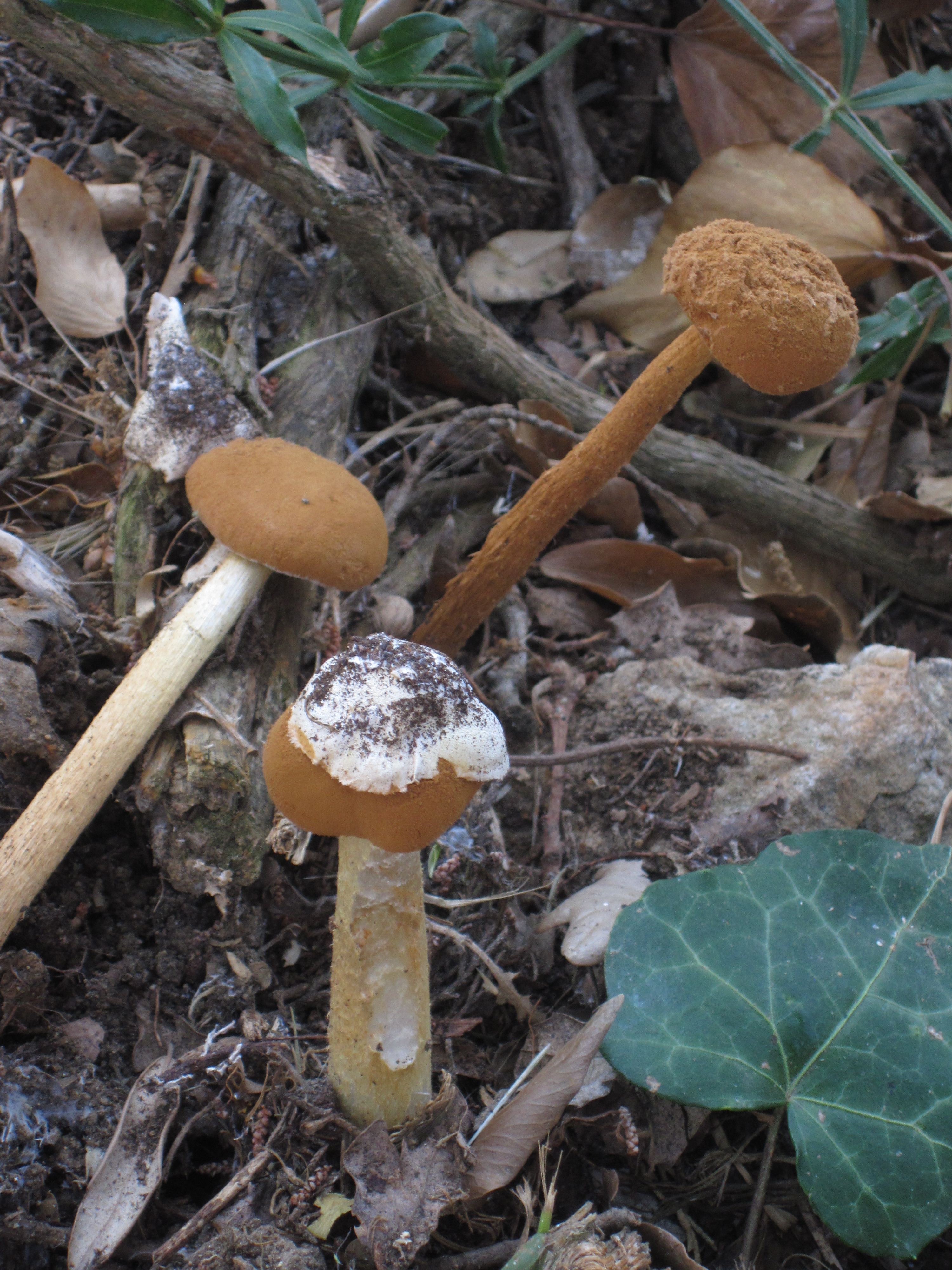 Battarrea phallooides1