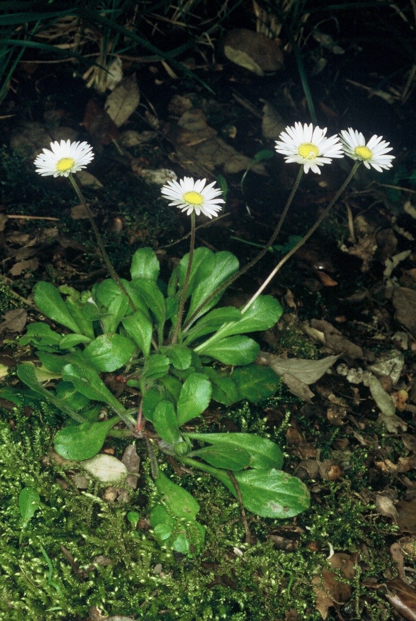 Bellis perennis