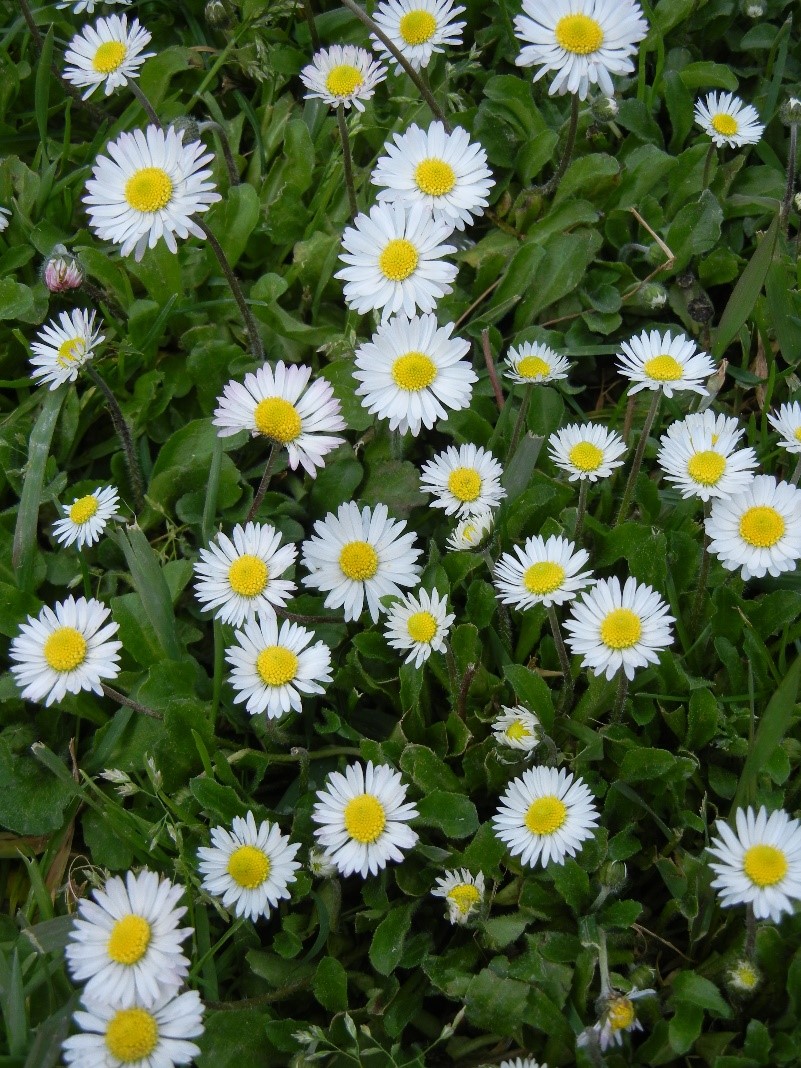 Bellis perennis margherite