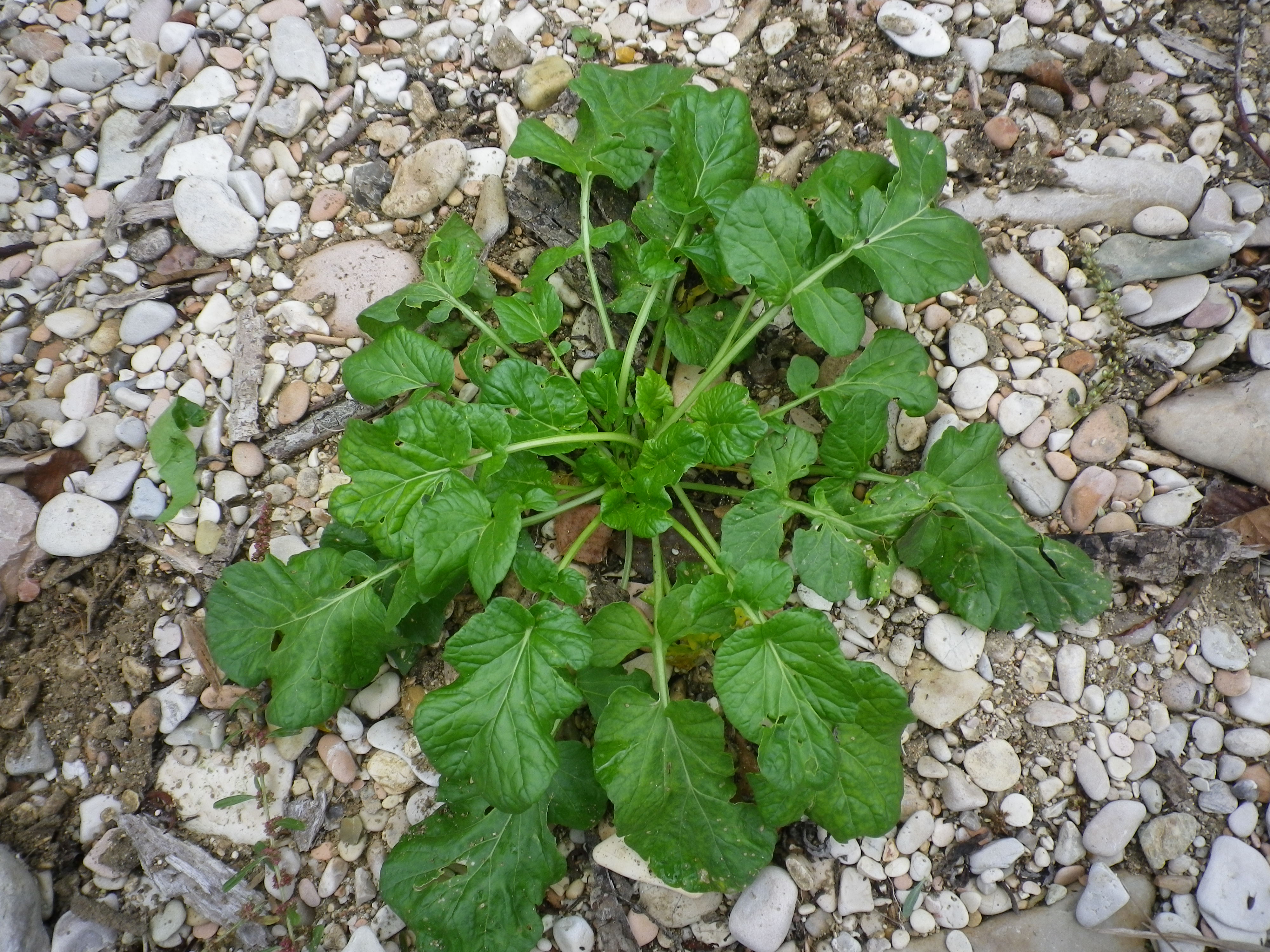 BetaBietolaselvatica