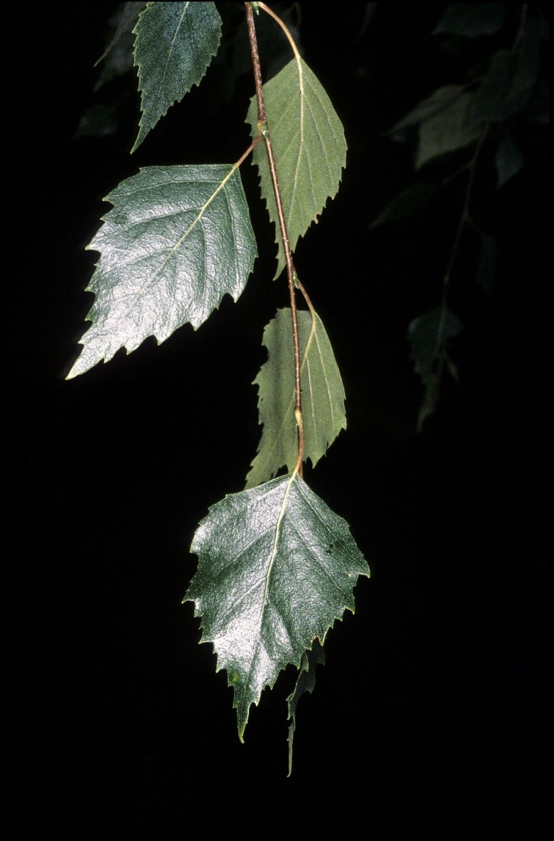 Betulapendula foglie