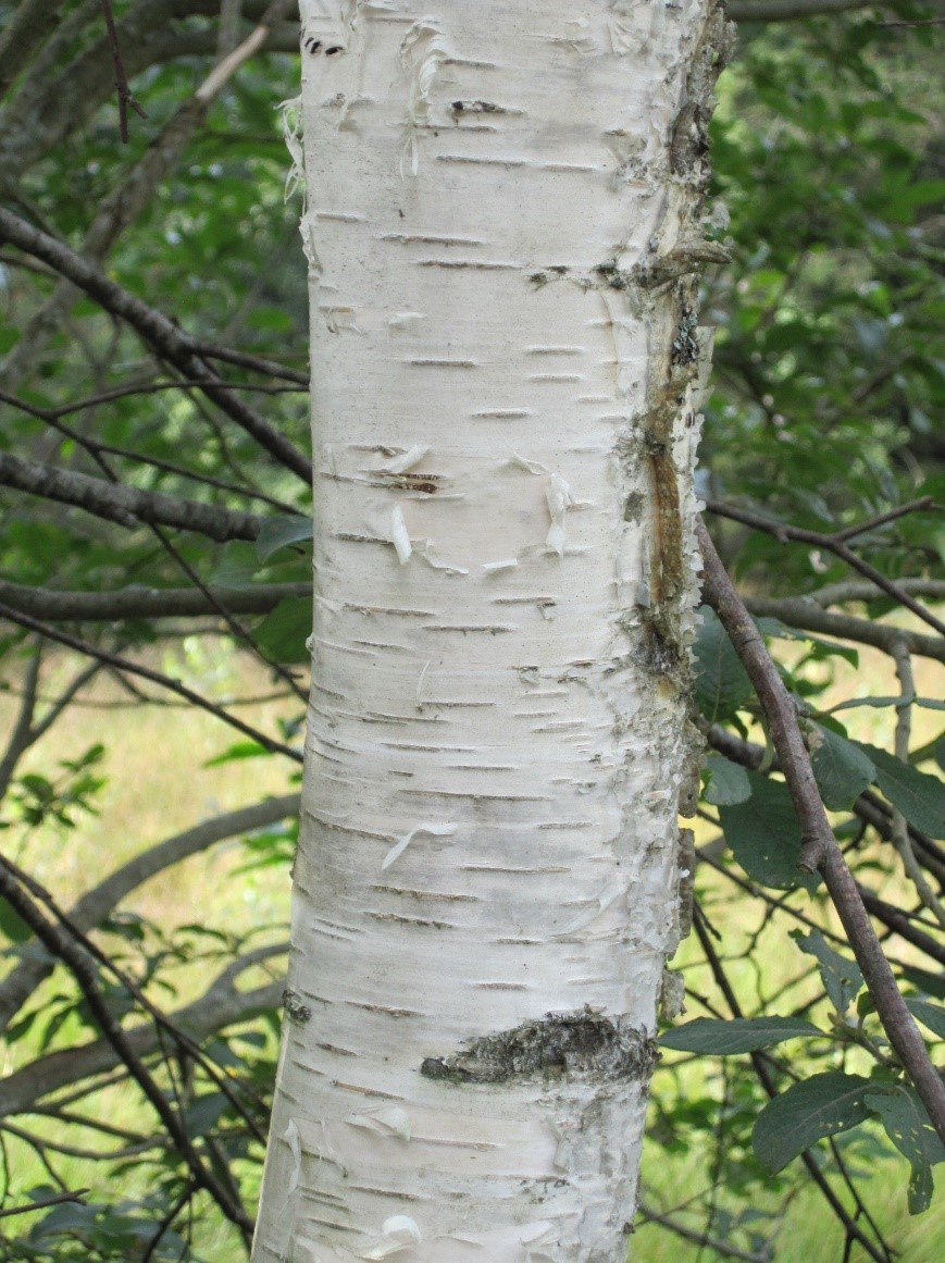 Betulapendula tronco
