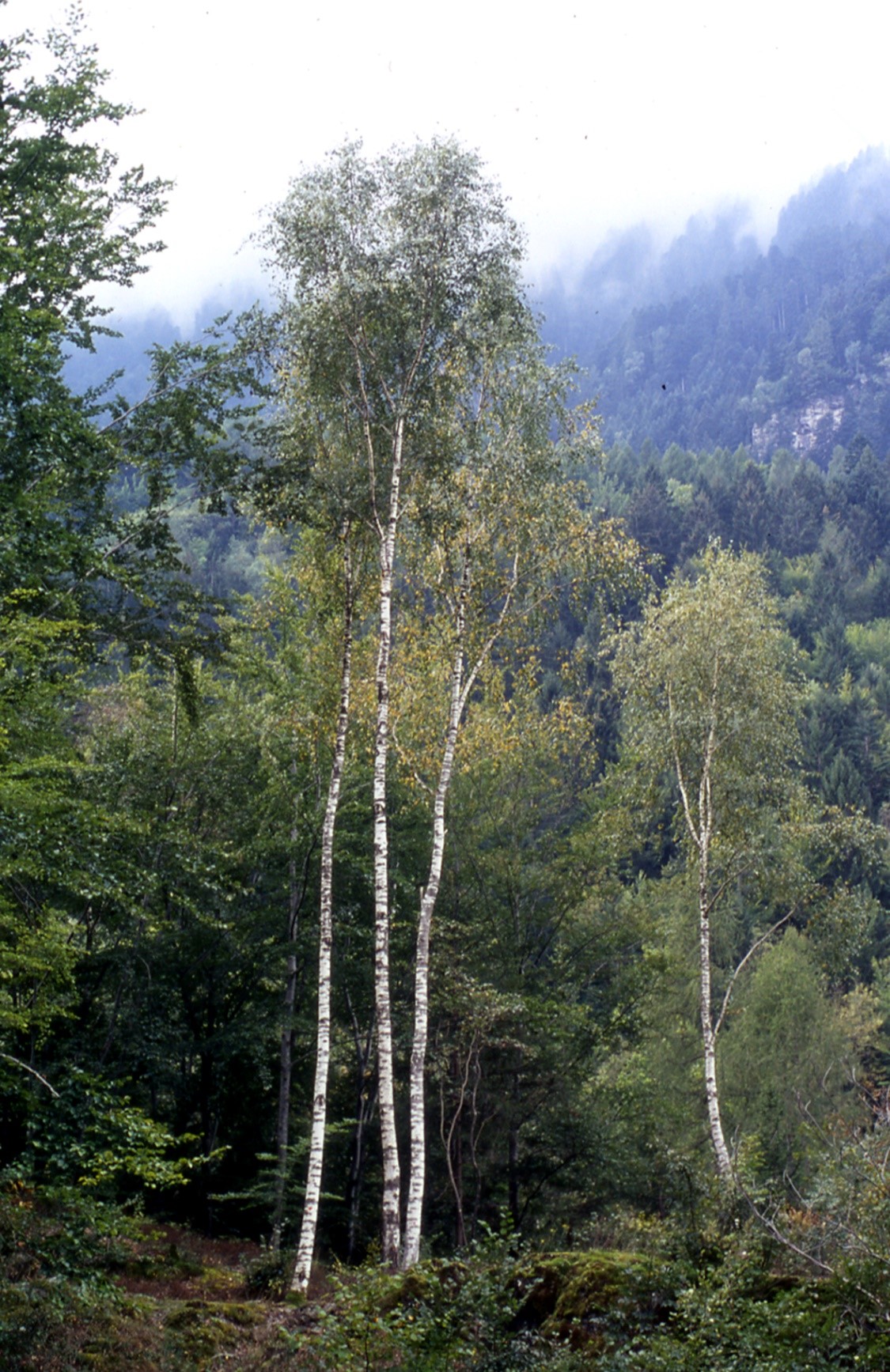 Betulapendula