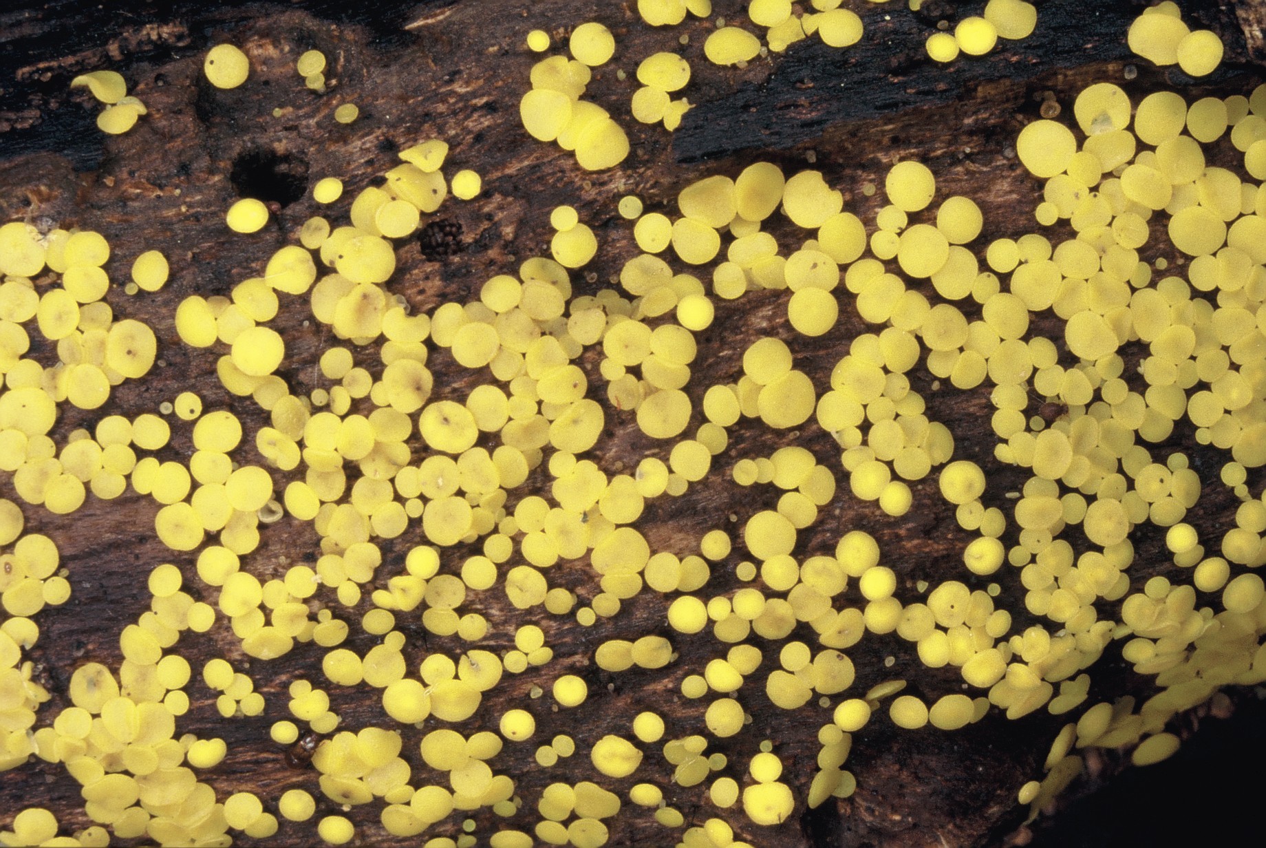 Bisporella citrina