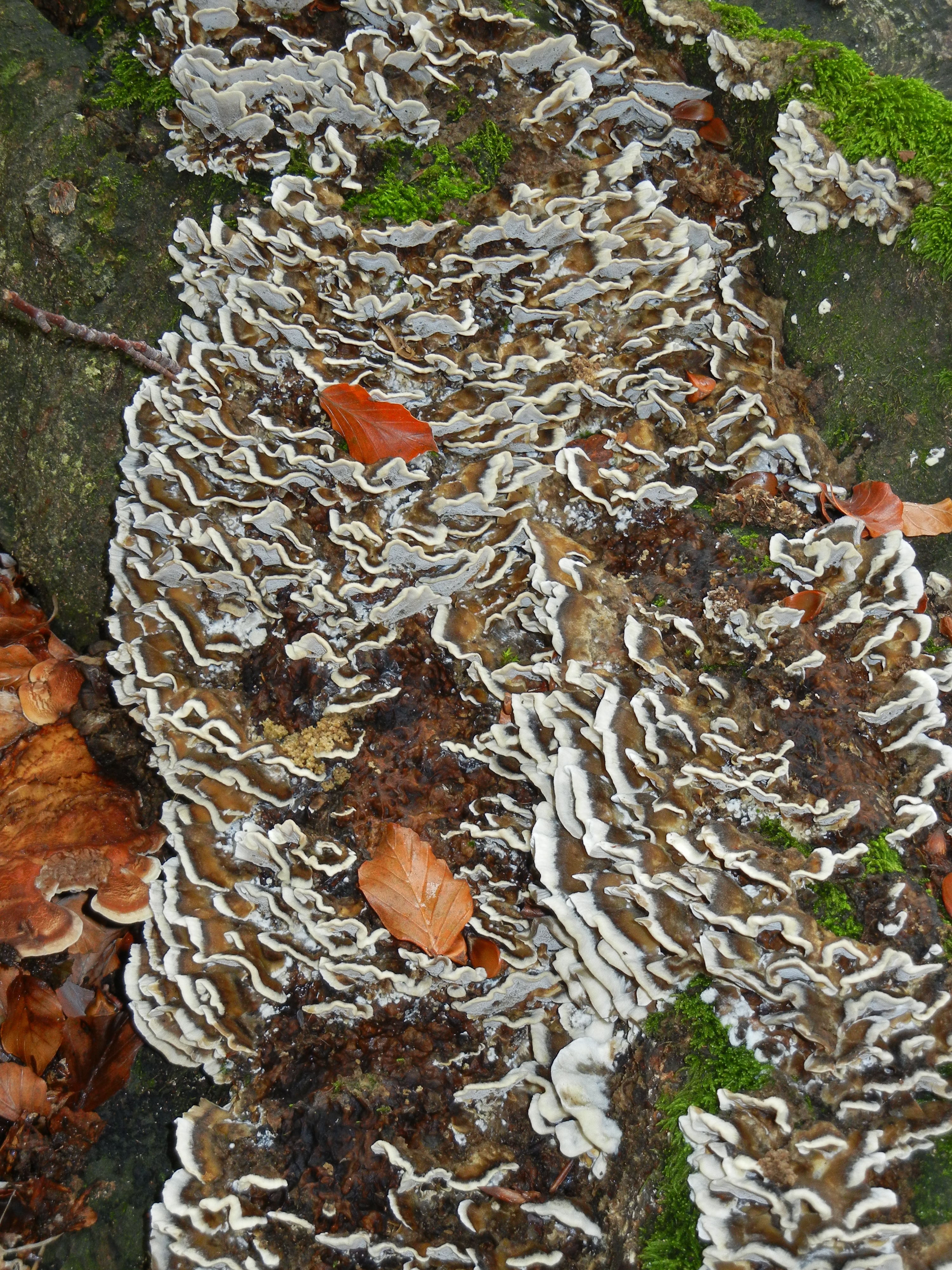 Bjerkandera adusta