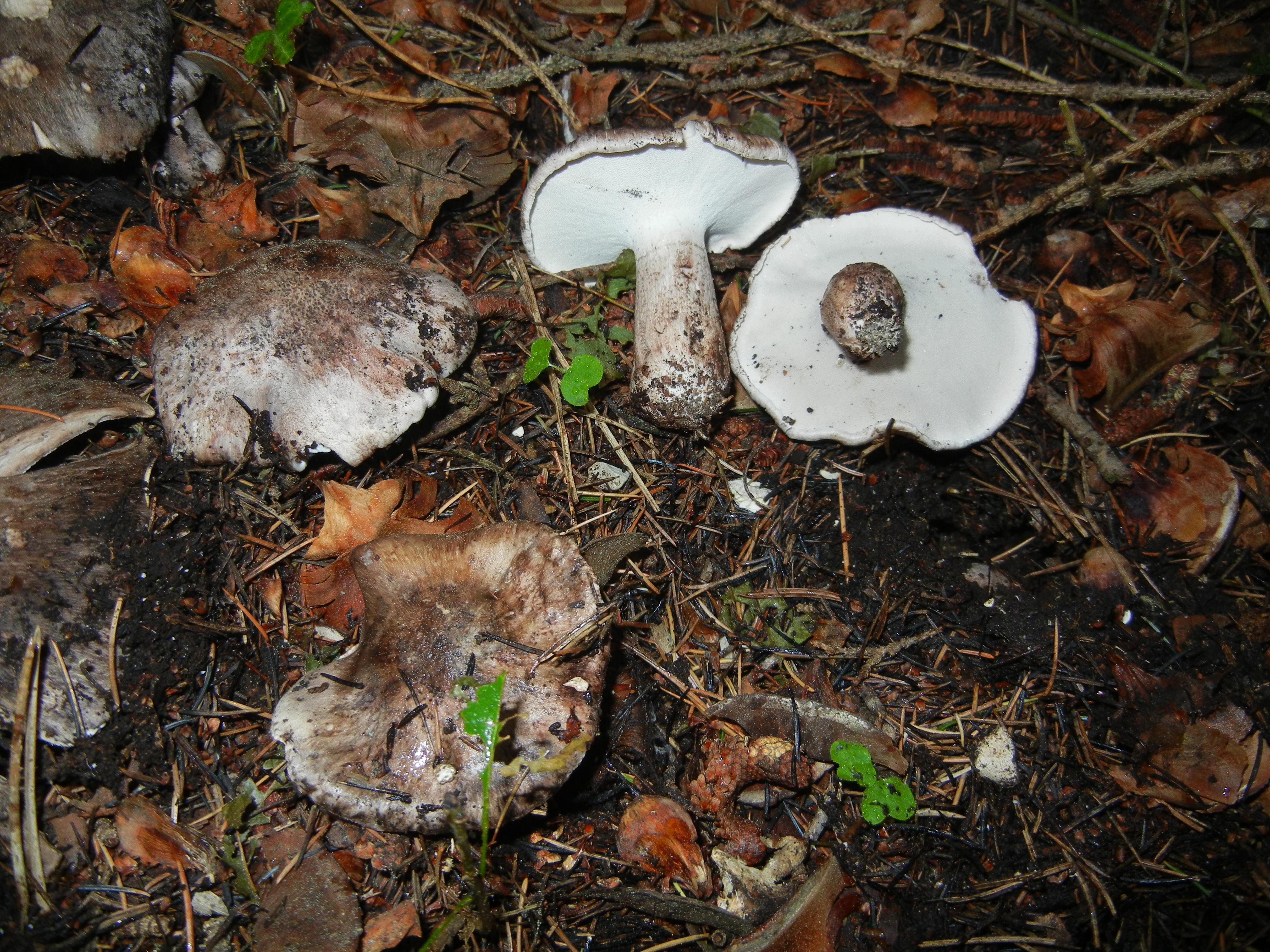 Boletopsis leucomelaena