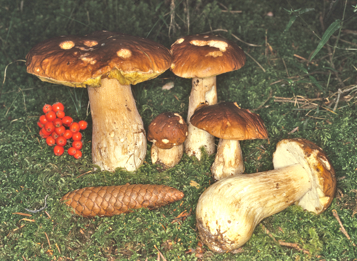 Boletus edulis