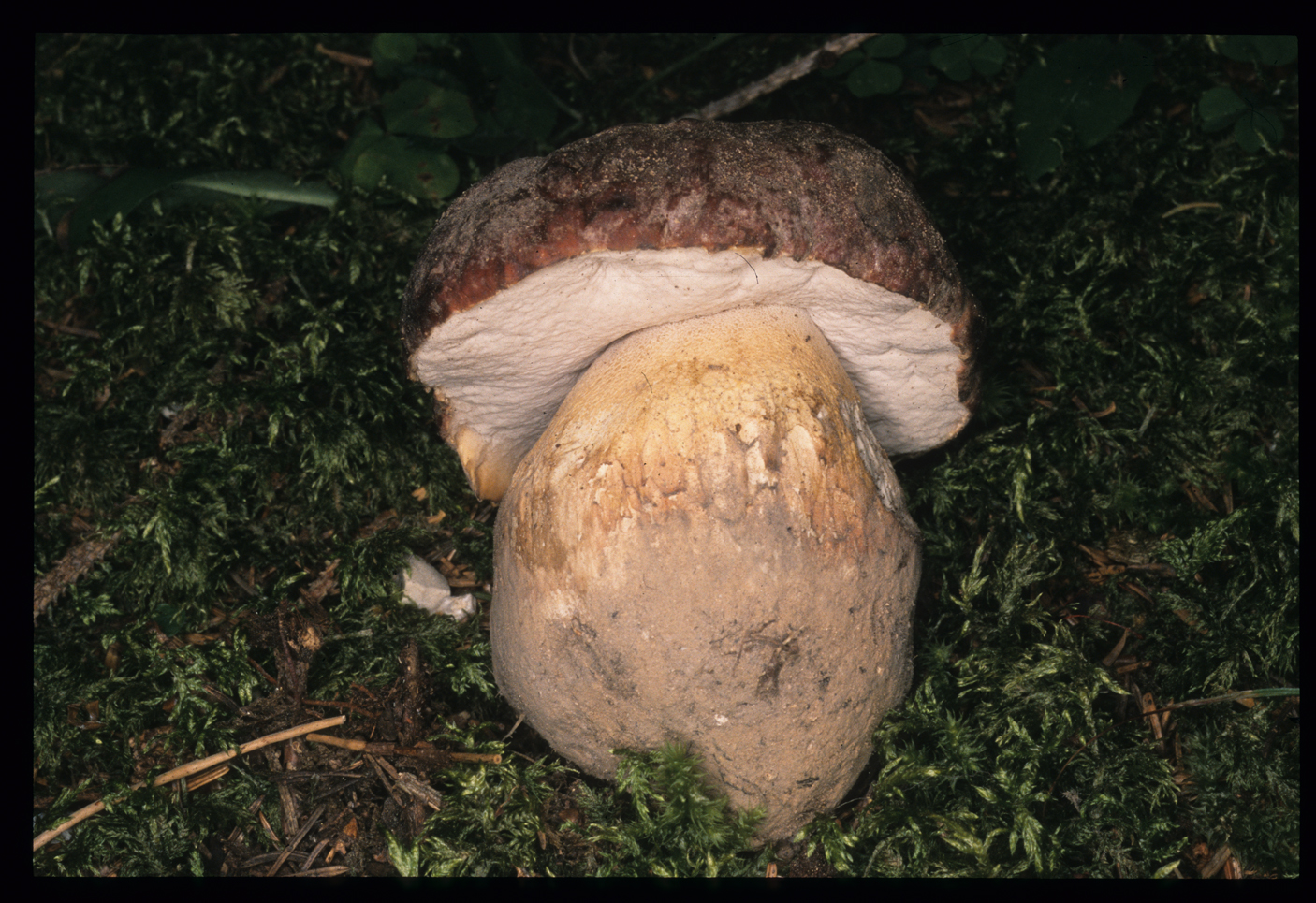 Boletus pinophilus