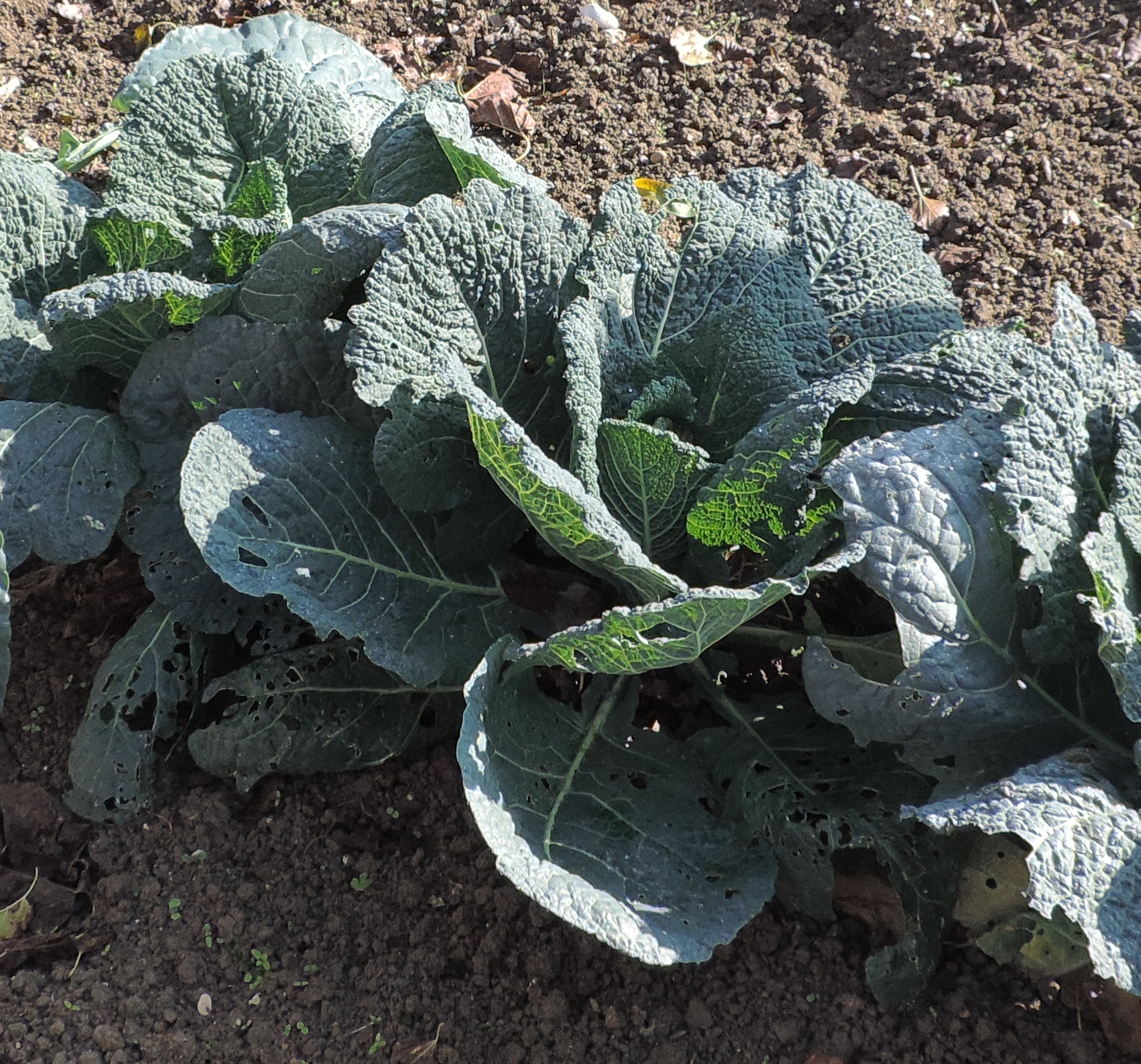BrassicaoleaceraCavolo nero