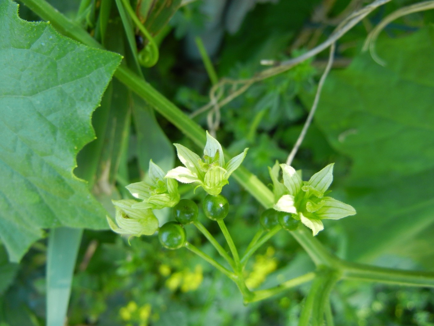 Bryonia dioica