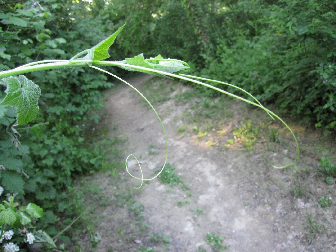 Bryonia dioica cirri