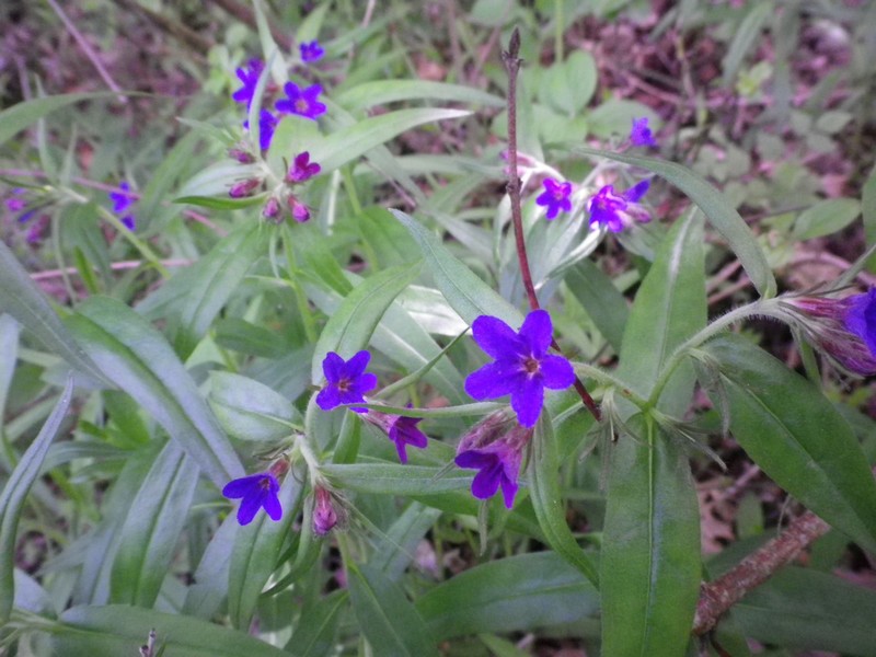 BuglossoidespurpureocaerulaErbaperlaazzurra