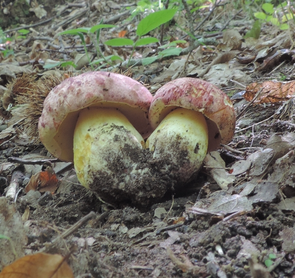 Butyrboletus boletus regius