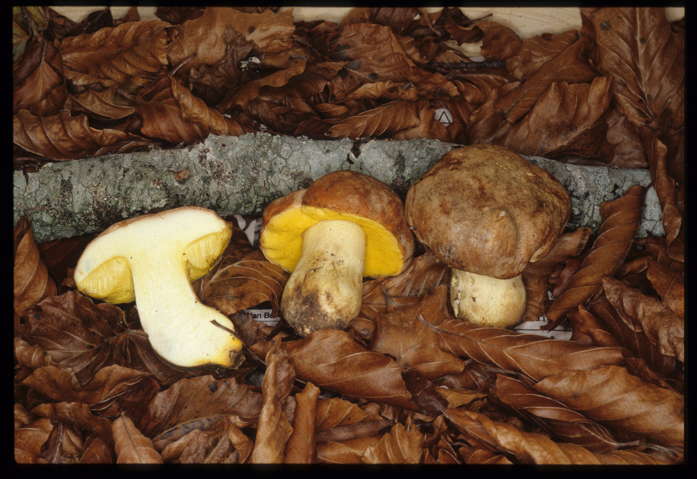 Butyriboletus appendiculatus