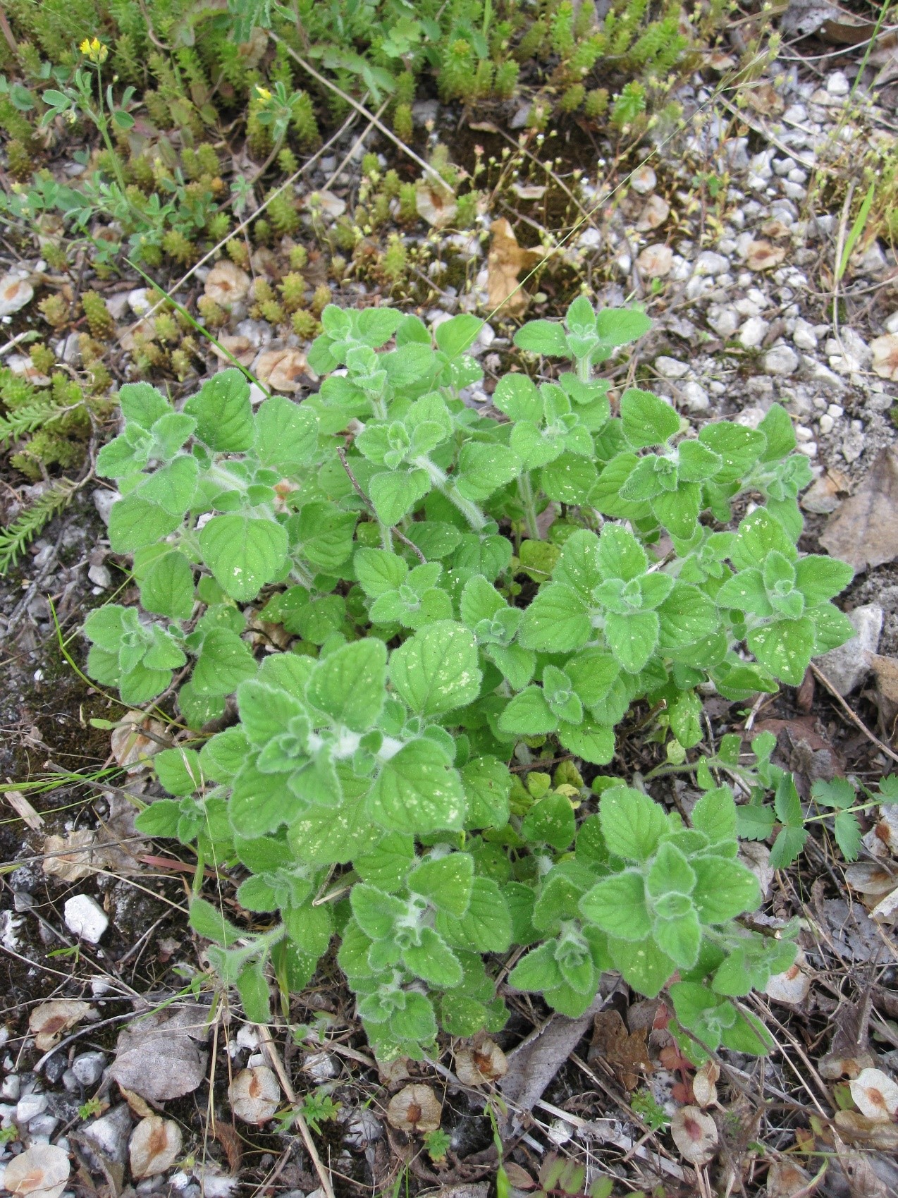 Calamintha nepeta