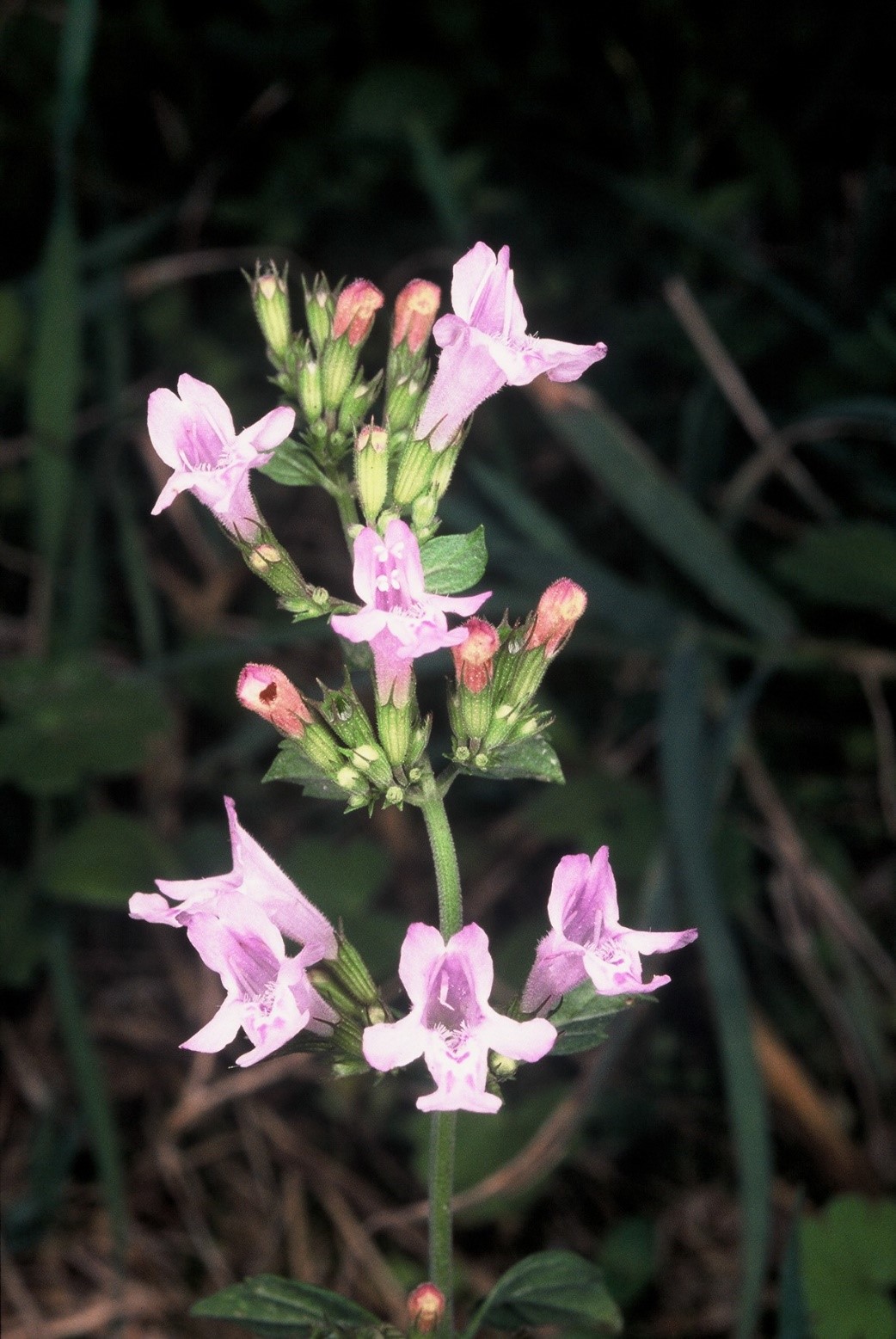 Calamintha nepeta fiori