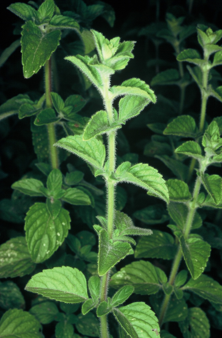 Calamintha sylvatica