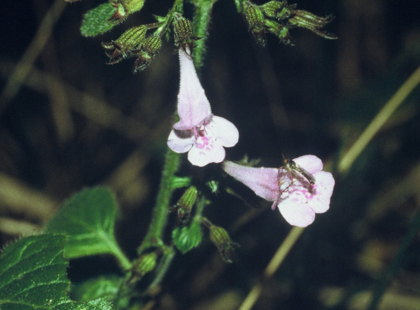 Calamintha sylvatica fiori
