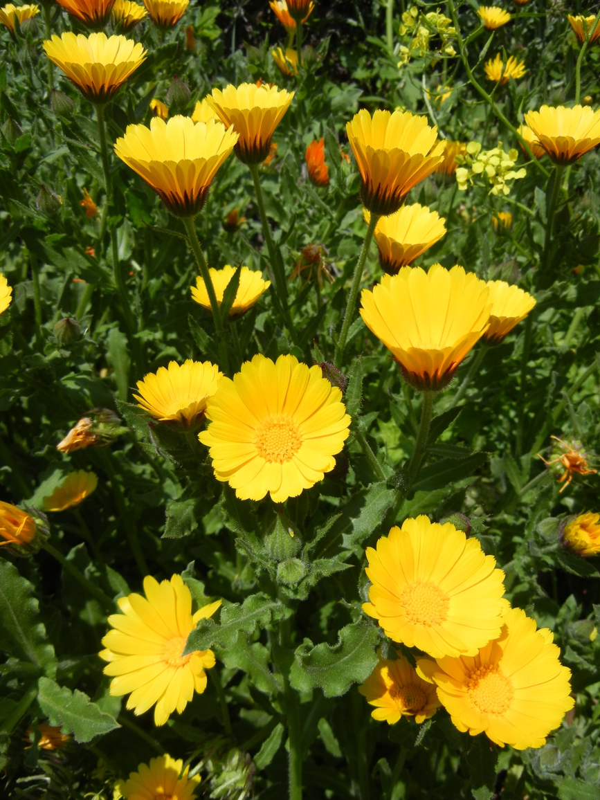 Calendula officinalis